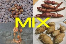 Antico mix iniziale tubero