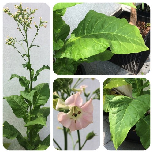 Giamaica tabacco - tabacco,