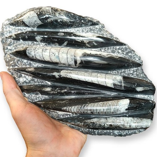 Orthoceras fossile placca 5 - placca,