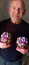 Pianta vera graptopetalum - vera, di