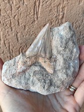 Fossili * GRANDE DENTE SQUALO