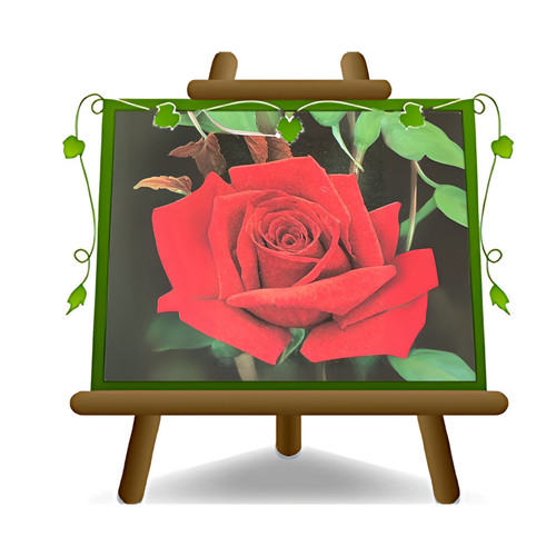 Rosa alberello rosso dama - rosa,