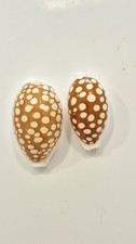 Ciprea cribraria stunning - ciprea,