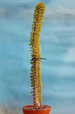 Alluaudia Procera 55cm Adenium Bursera Euphorbia Adenia Bonsai Piante Grasse