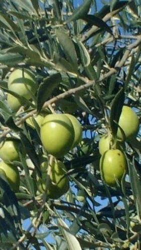 Pianta olivo ascolana da - di,