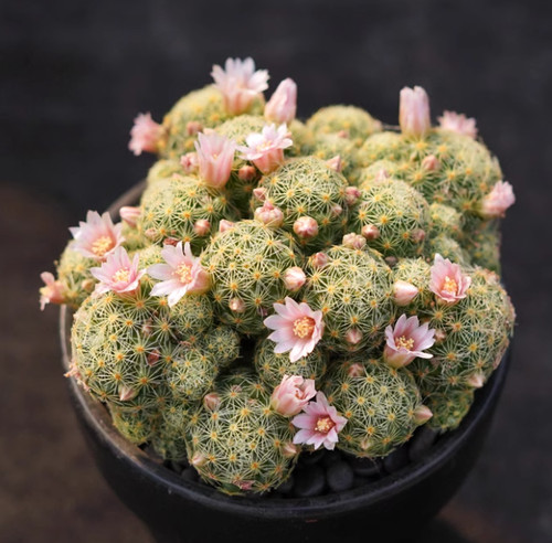 Pianta succulenta cactus