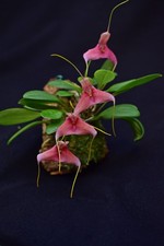 Masdevallia venatoria orchidea rossa