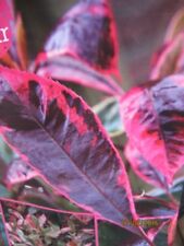 Nespolo lucido Louise -