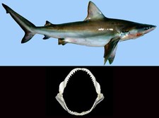 Mascella Bocca Squalo Nasuto