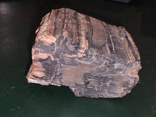 Morceau bois fossilisé de - morceau,
