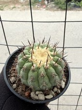 Copiapoa cinerea RaraPiante