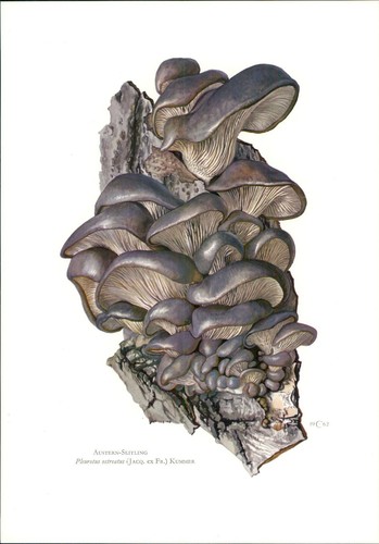 Funghi claus caspari - claus,