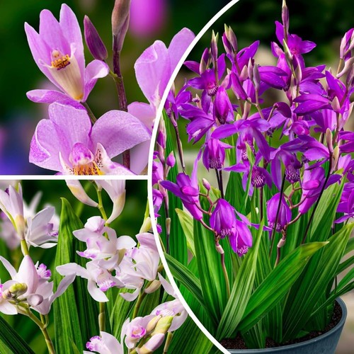 Piante bletilla mix - piante,