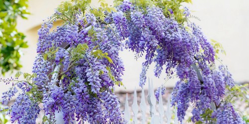 Glicine wisteria pianta - glicine,