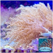 live coral Pink Spaghetti