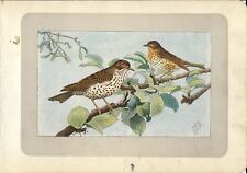 Stampa antica UCCELLI TORDO BOTTACCIO e TORDELA Turdus 1907 Old antique print