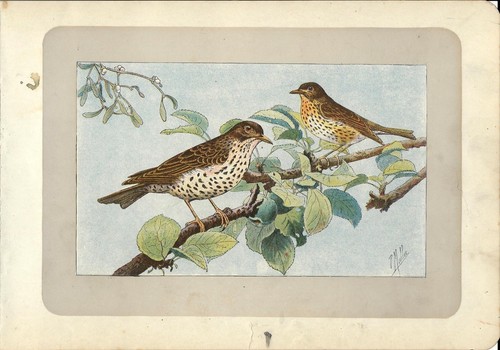 Stampa antica uccelli tordo - antica,