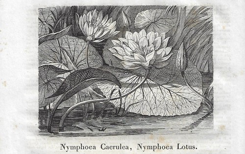 Stampa antica fiori - stampa, ninfea