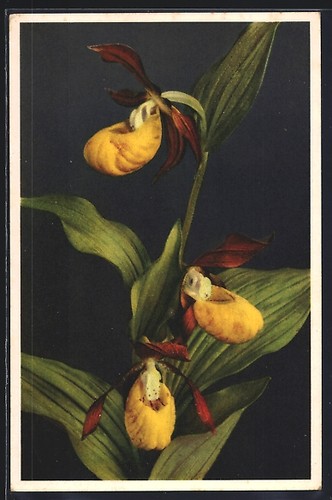 Scarpa donna cypripedium - scarpa,