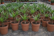 Yucca piccola piantina con - piccola,