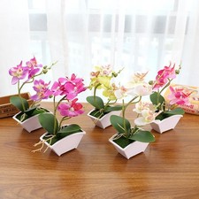 Bonsai di Orchidea Farfalla