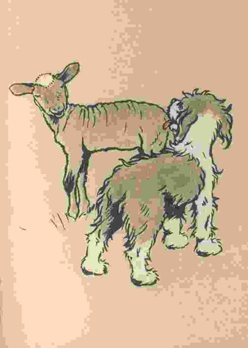 Foto libro del cucciolo - foto,