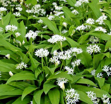 SEMI DI ALLIUM URSINUM _ AGLIO