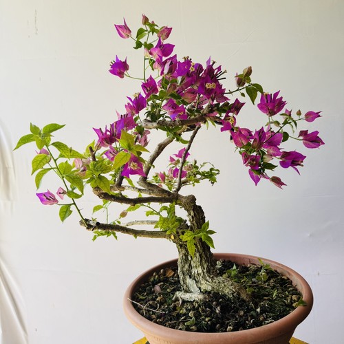 Pre bonsai buganvillea vaso - pre,