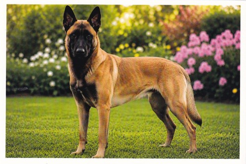 Carte postale chien - 🦬carte,