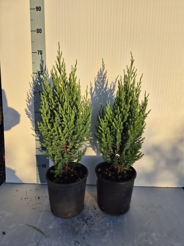 Juniperus stricta ginepro - juniperus,