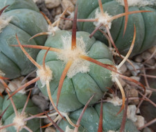 Echinocactus horizonthalonius