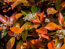 Pianta photinia red robin - di,