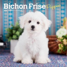 Bichon Frise Puppies | 2026