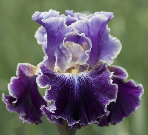 Iris belle fille - 'belle, fille'