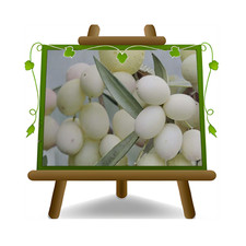 Olivo bianco Leucocarpa pianta