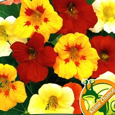 Semi 20-200 semi NASTURZIO