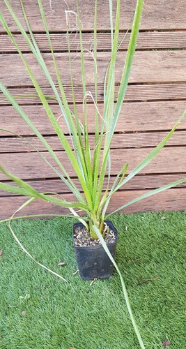 Dasylirion cedrosanum plant - dasylirion,
