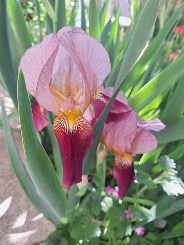 Pezzi rizoma iris germanica - 2,