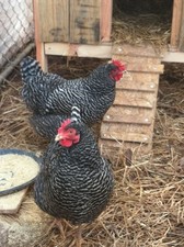 Uova Feconde ,Fertili di