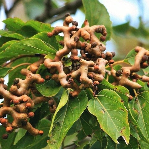 Hovenia dulcis albero - -,