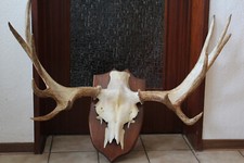 GRANDI CORNA DI ALCE SVEDESE