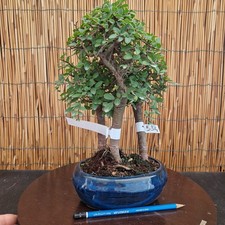 Bonsai di Olmo cinese h 31cm Visita il mio negozio!