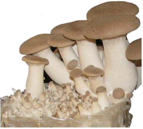 Ostrica tromba reale ml - tromba,