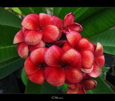 4 SEMI DI PLUMERIA ALLISON