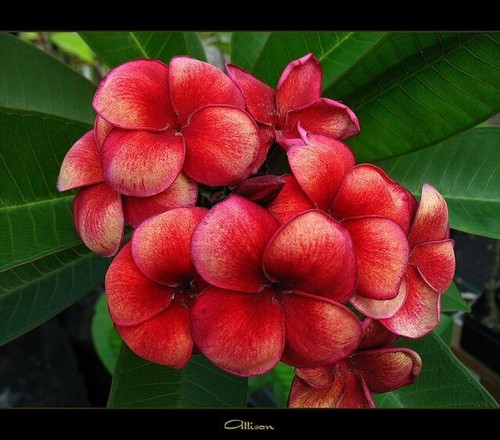 Semi plumeria allison - semi,