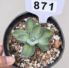 1pcs Pot10cm Rare Cacti Agave