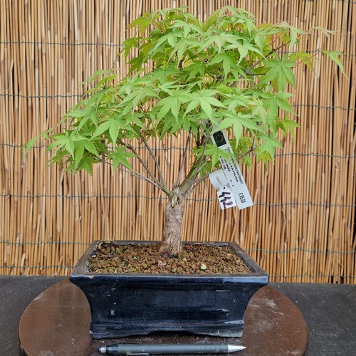 Bonsai acero katsura 36cm - di,