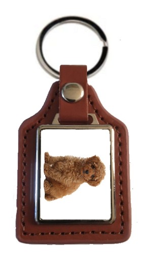 Toy poodle dog - poodle,