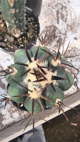 Rara pianta succulenta