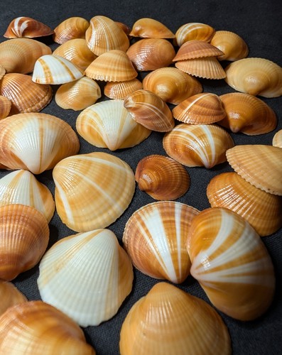 Lotto conchiglie agrodolci - lotto,